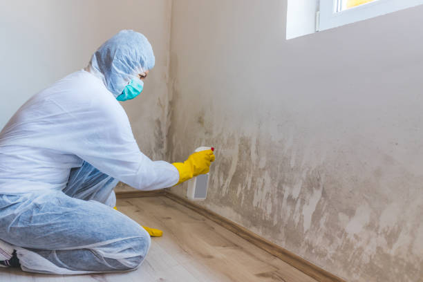 Licensed Basement Mold Remediation service in Princeton, NC - WQB Mold Removal