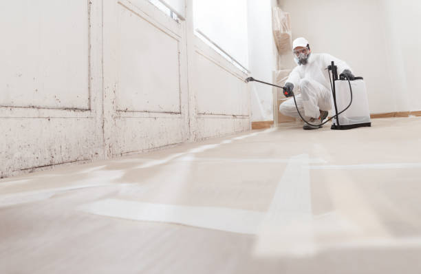24/7 Emergency Basement Mold Remediation experts in Princeton, NC