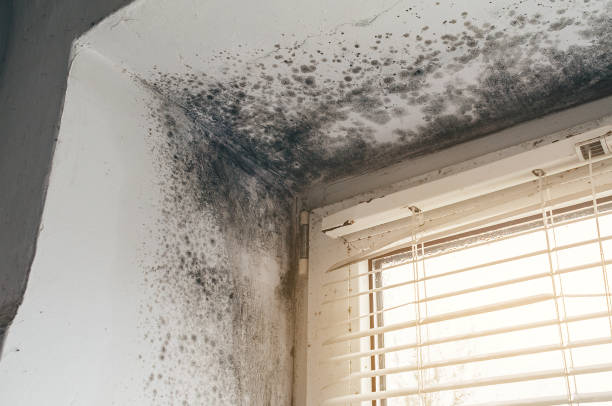 Affordable Basement Mold Remediation solutions in Princeton, NC